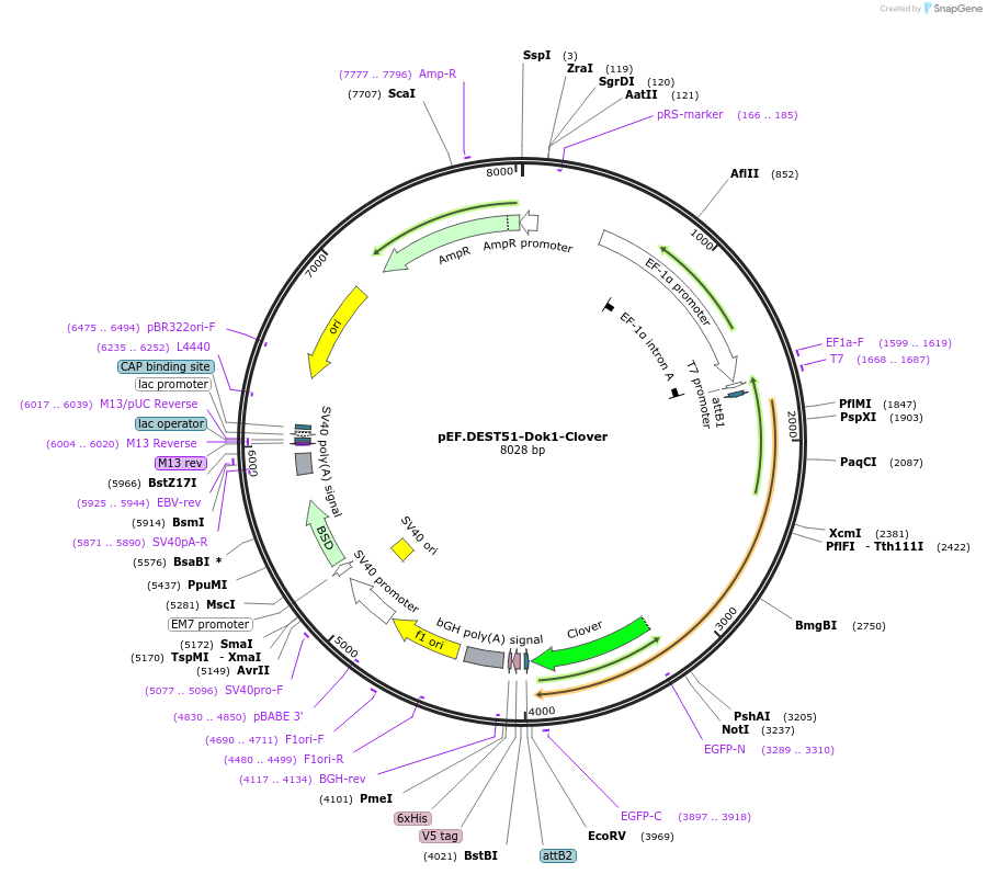 215456-plasmid-map-sequence-id-445920