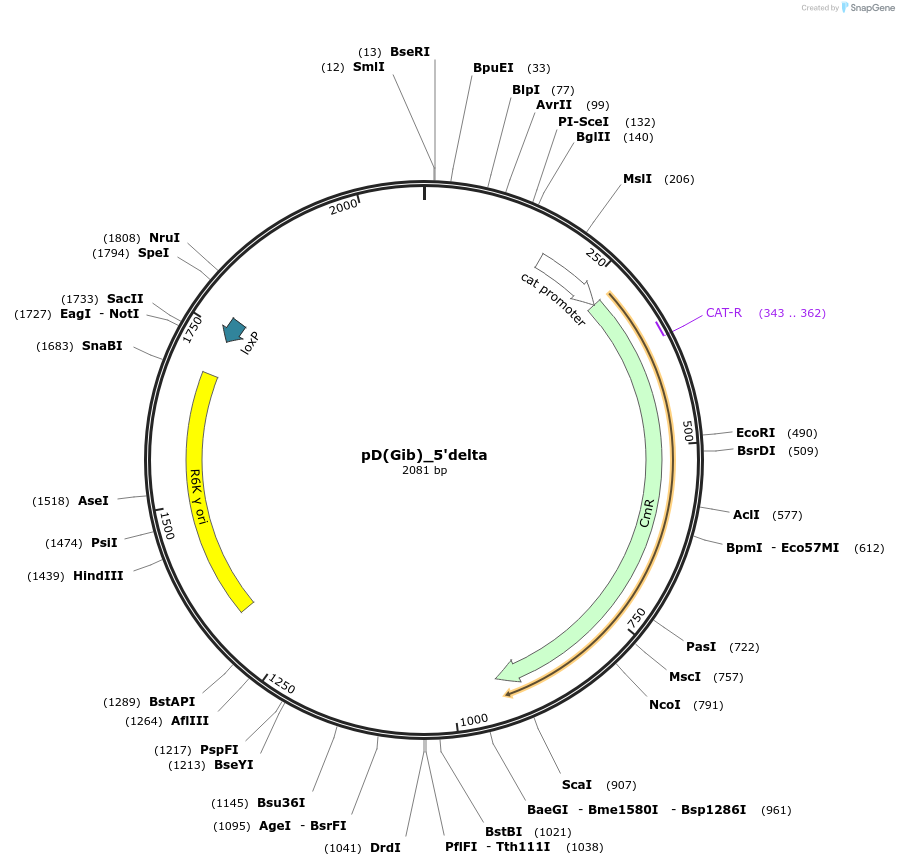 223866-plasmid-map-sequence-id-445921