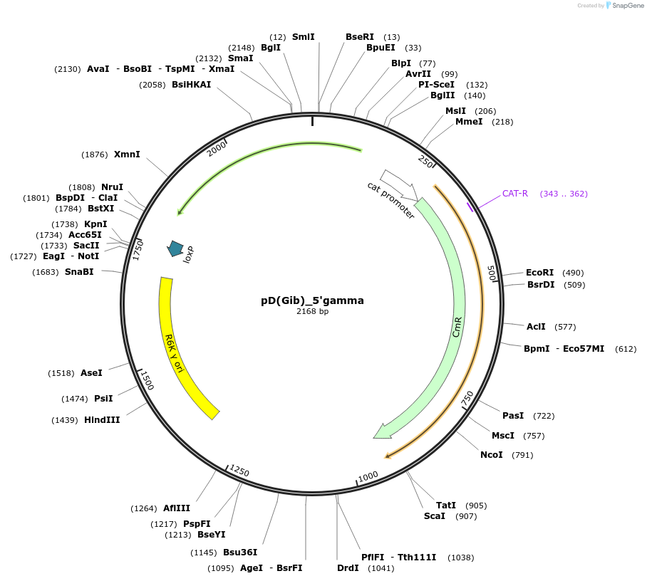 223865-plasmid-map-sequence-id-445923