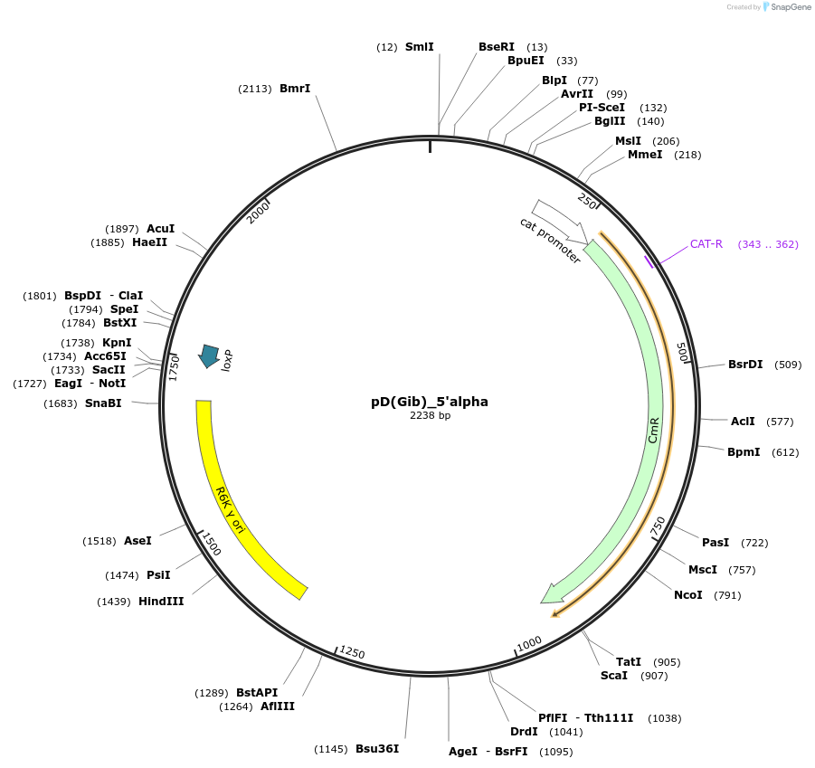 223863-plasmid-map-sequence-id-445925