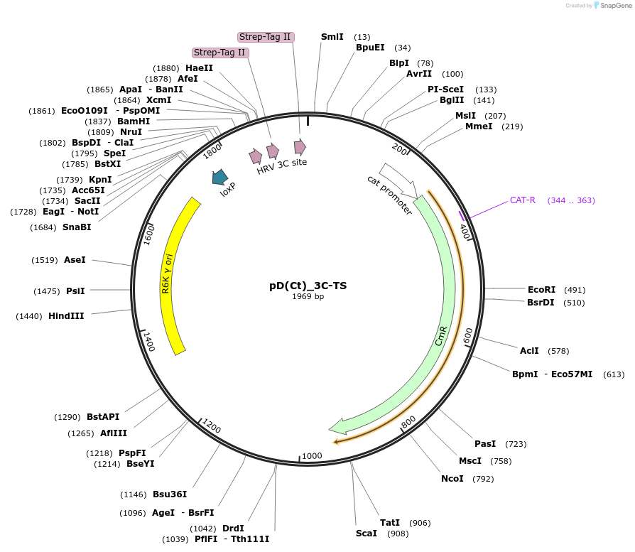 223892-plasmid-map-sequence-id-445926