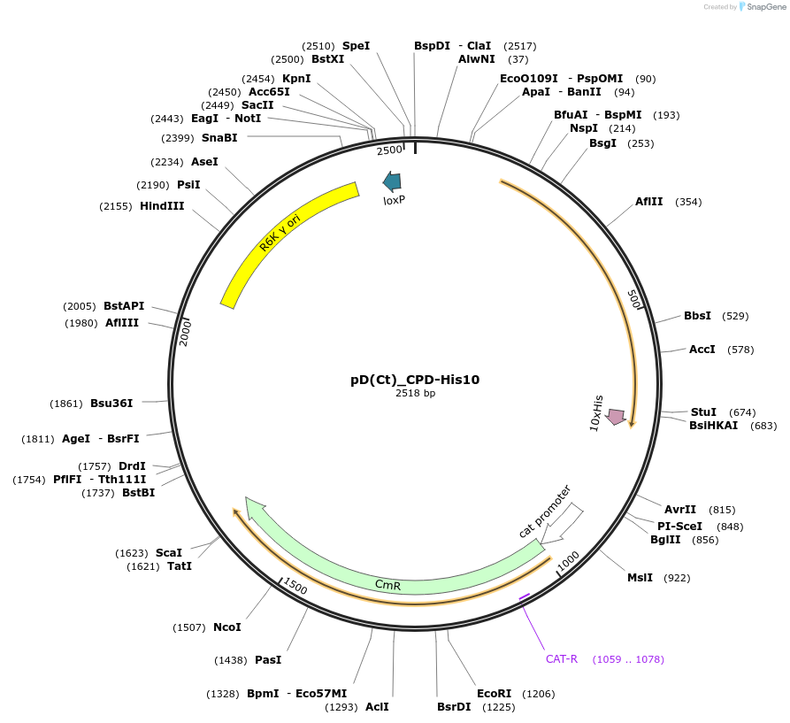 223890-plasmid-map-sequence-id-445928