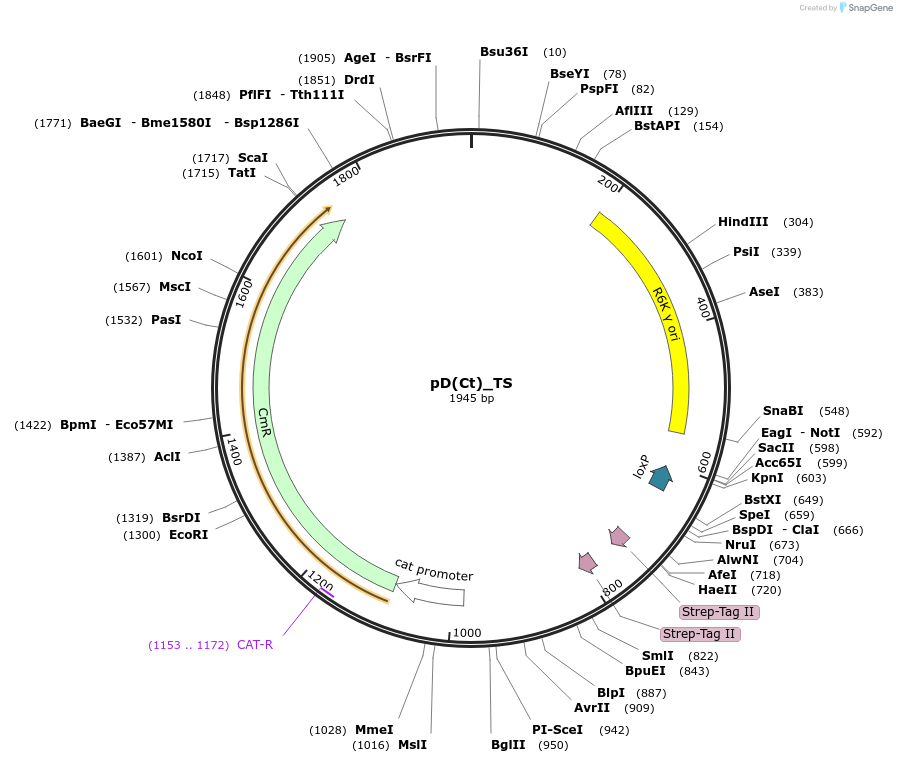 223891-plasmid-map-sequence-id-445929