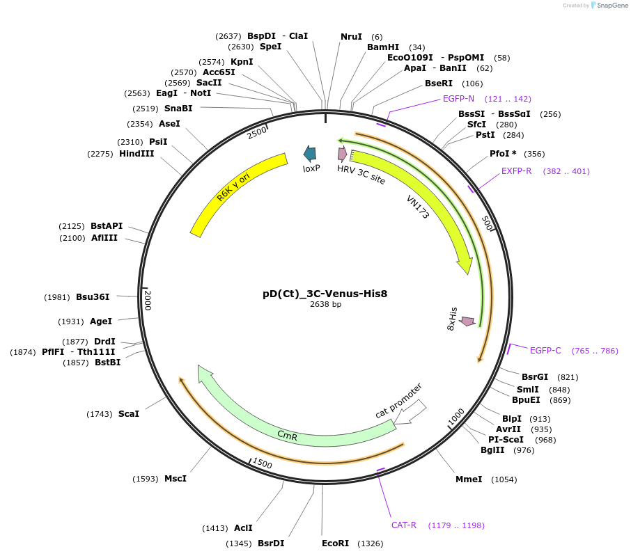 223889-plasmid-map-sequence-id-445930