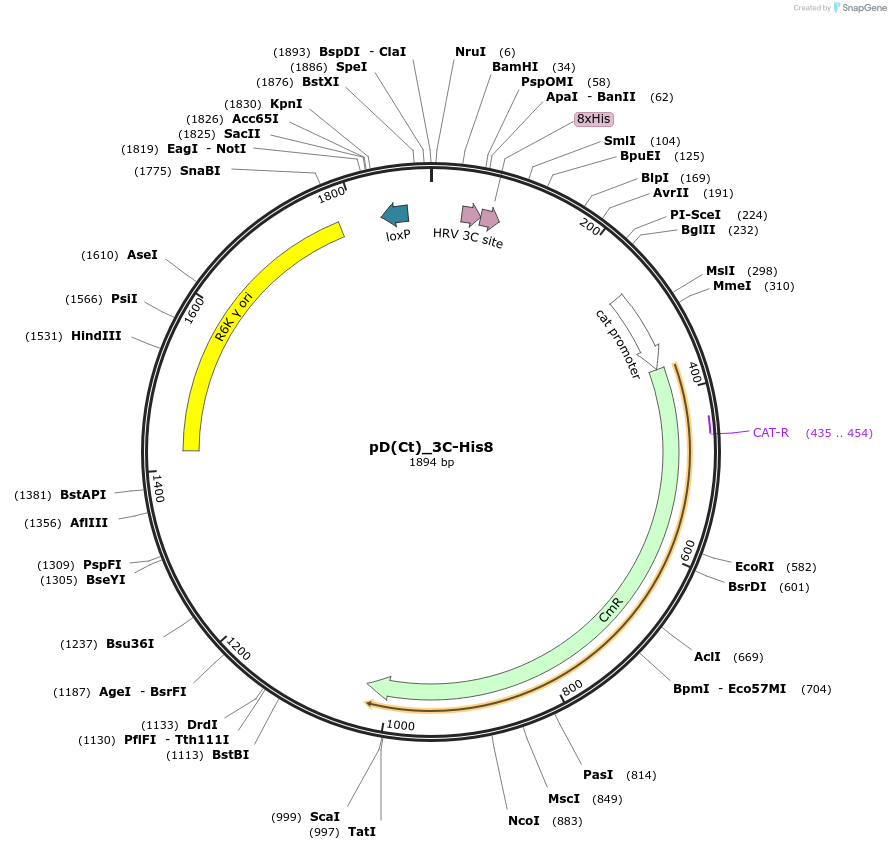 223887-plasmid-map-sequence-id-445934