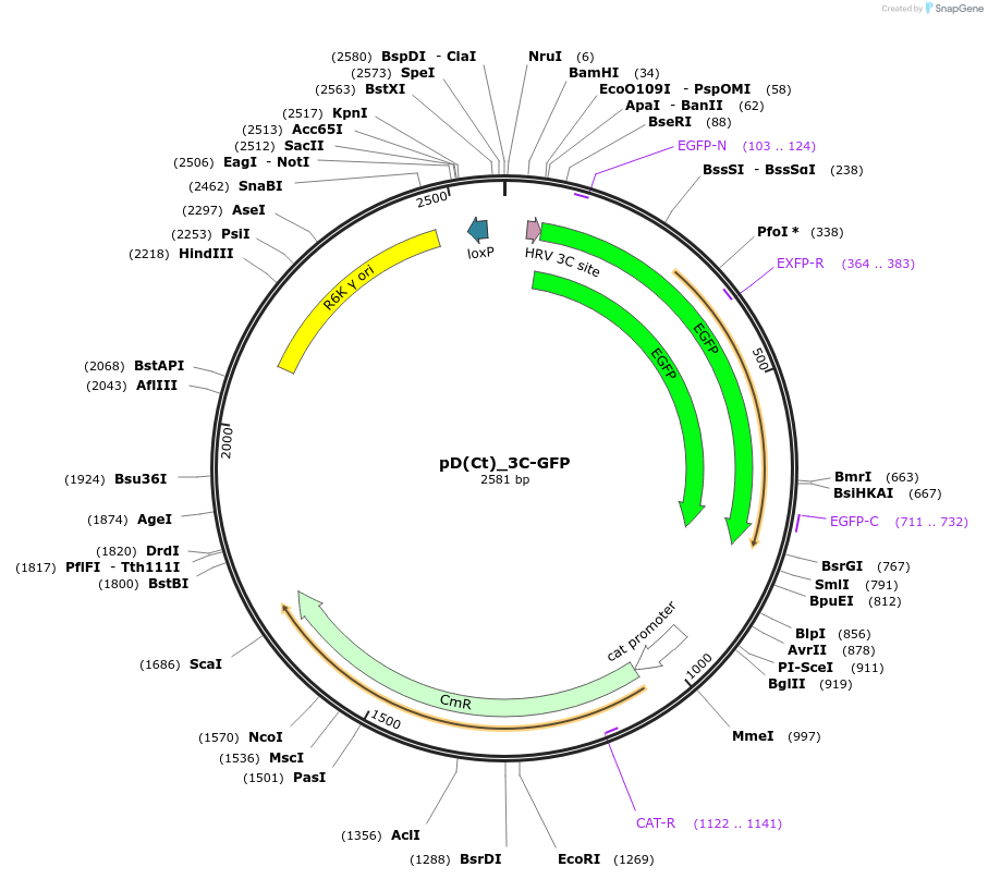 223888-plasmid-map-sequence-id-445935