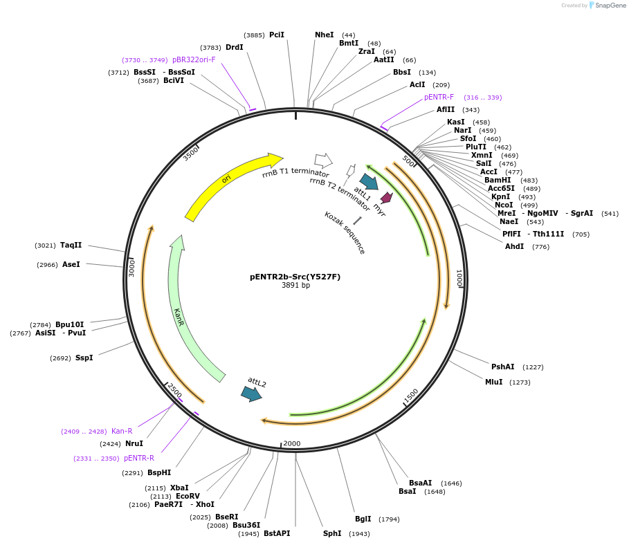 215460-plasmid-map-sequence-id-445936