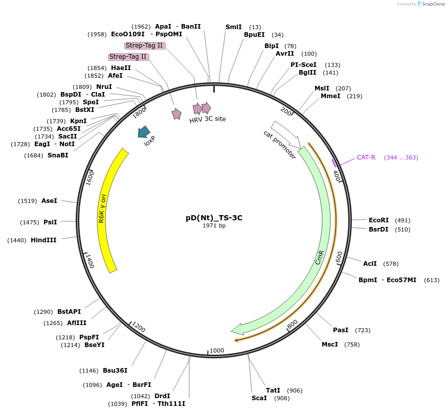 223883-plasmid-map-sequence-id-445938