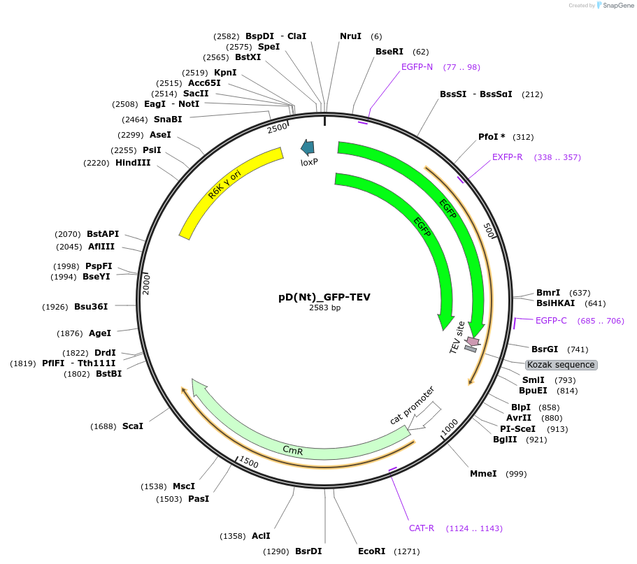223881-plasmid-map-sequence-id-445940