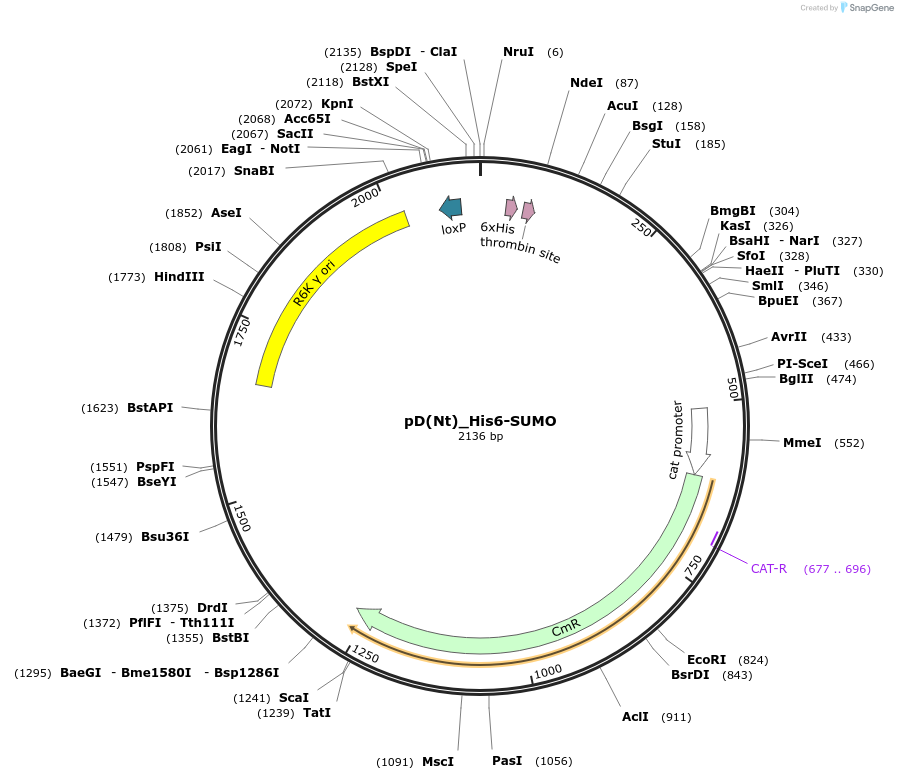 223879-plasmid-map-sequence-id-445941