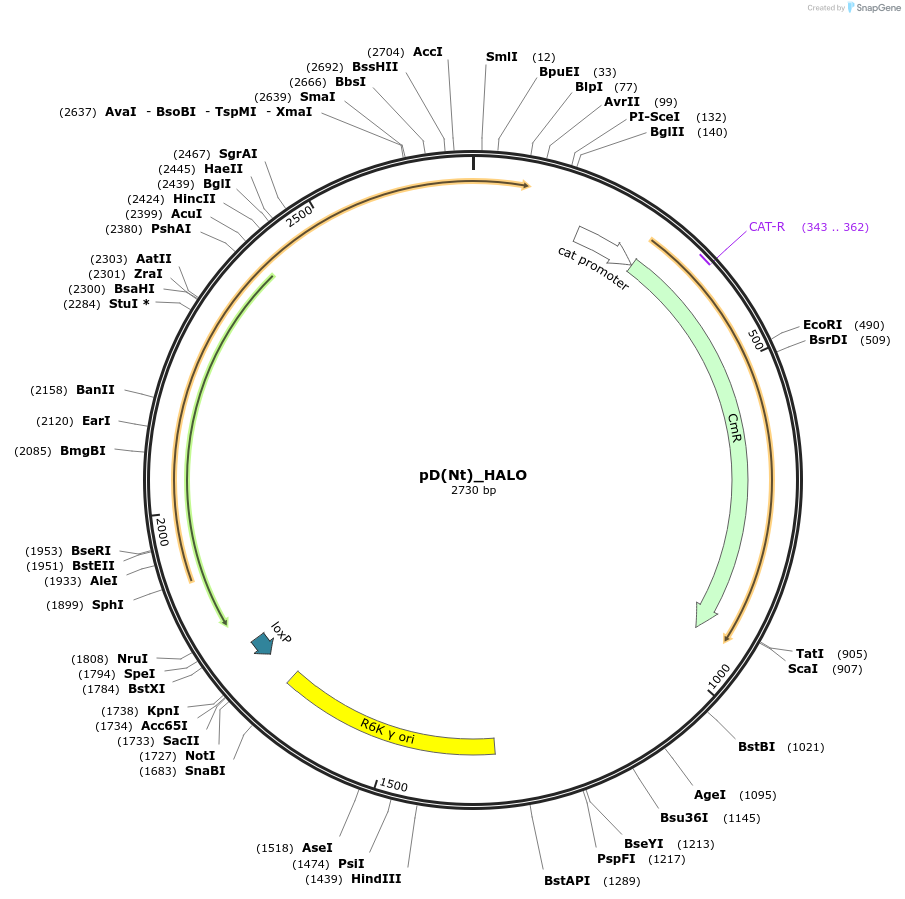 223885-plasmid-map-sequence-id-445944