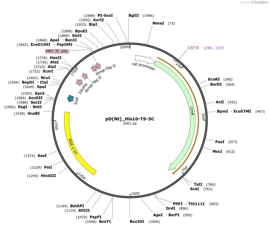 223884-plasmid-map-sequence-id-445945