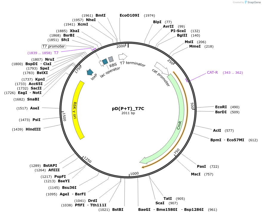 223856-plasmid-map-sequence-id-445947