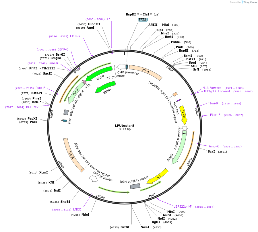 224781-plasmid-map-sequence-id-445949
