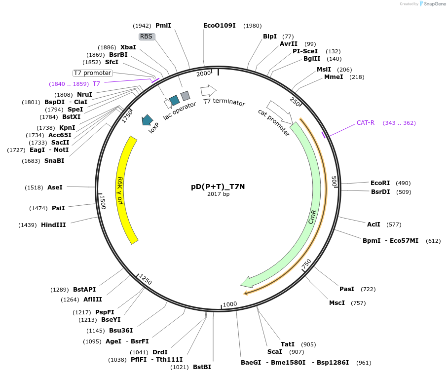 223855-plasmid-map-sequence-id-445950