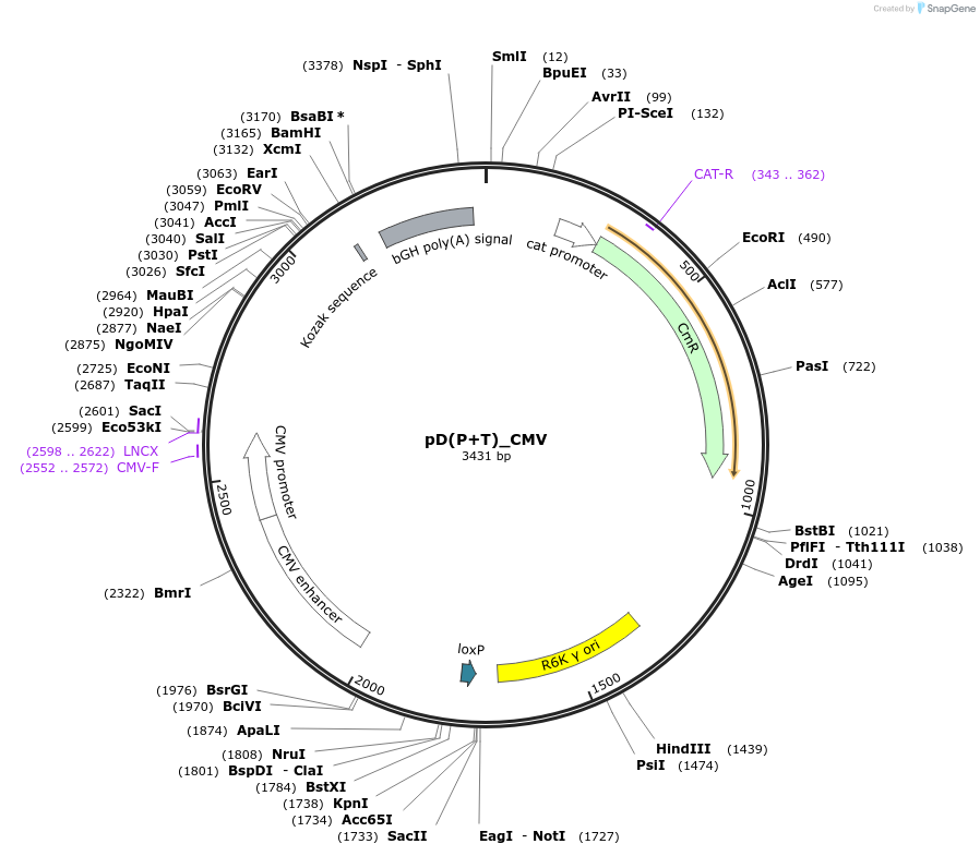 223860-plasmid-map-sequence-id-445951