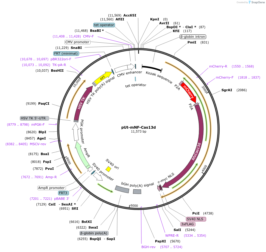 224789-plasmid-map-sequence-id-445954