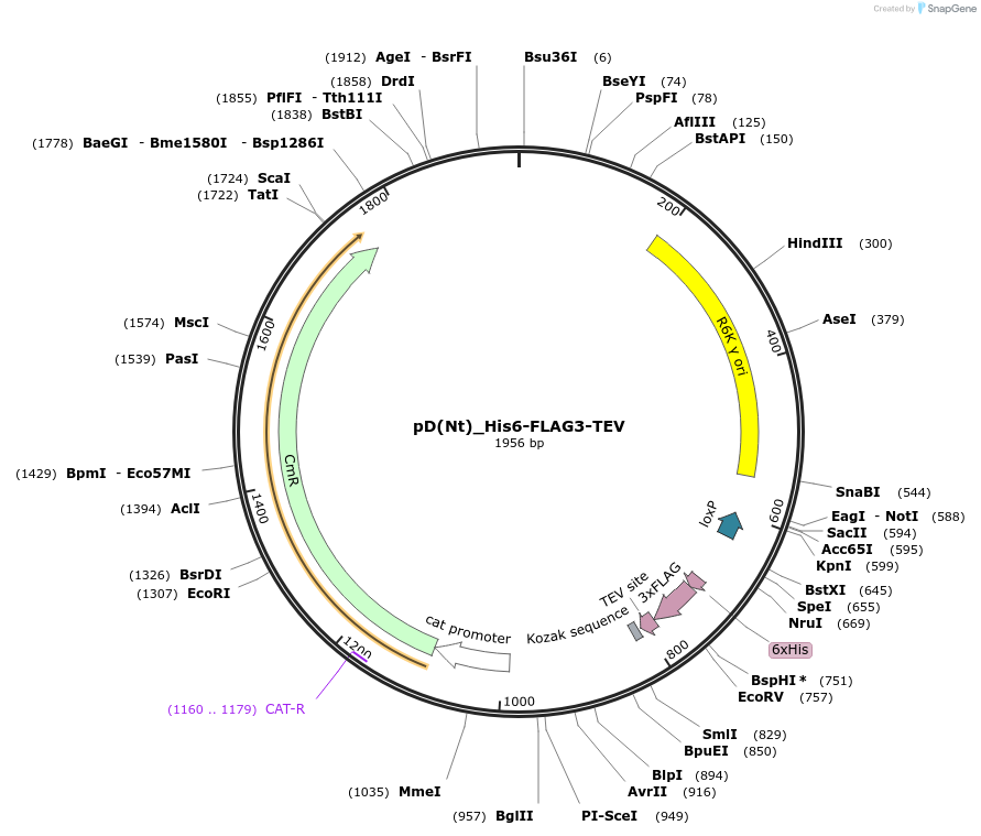 223875-plasmid-map-sequence-id-445955