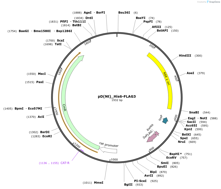 223874-plasmid-map-sequence-id-445956