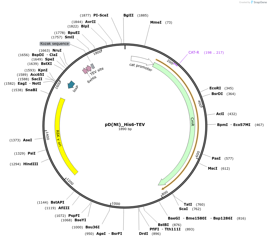 223872-plasmid-map-sequence-id-445958