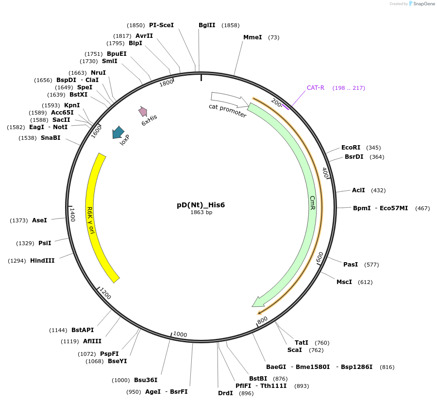 223871-plasmid-map-sequence-id-445959