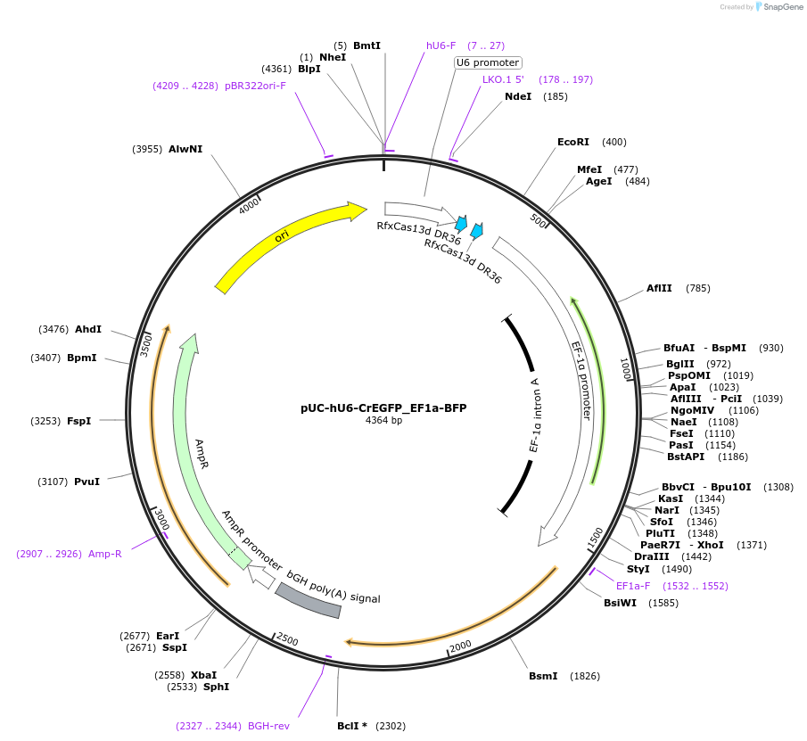 224786-plasmid-map-sequence-id-445960