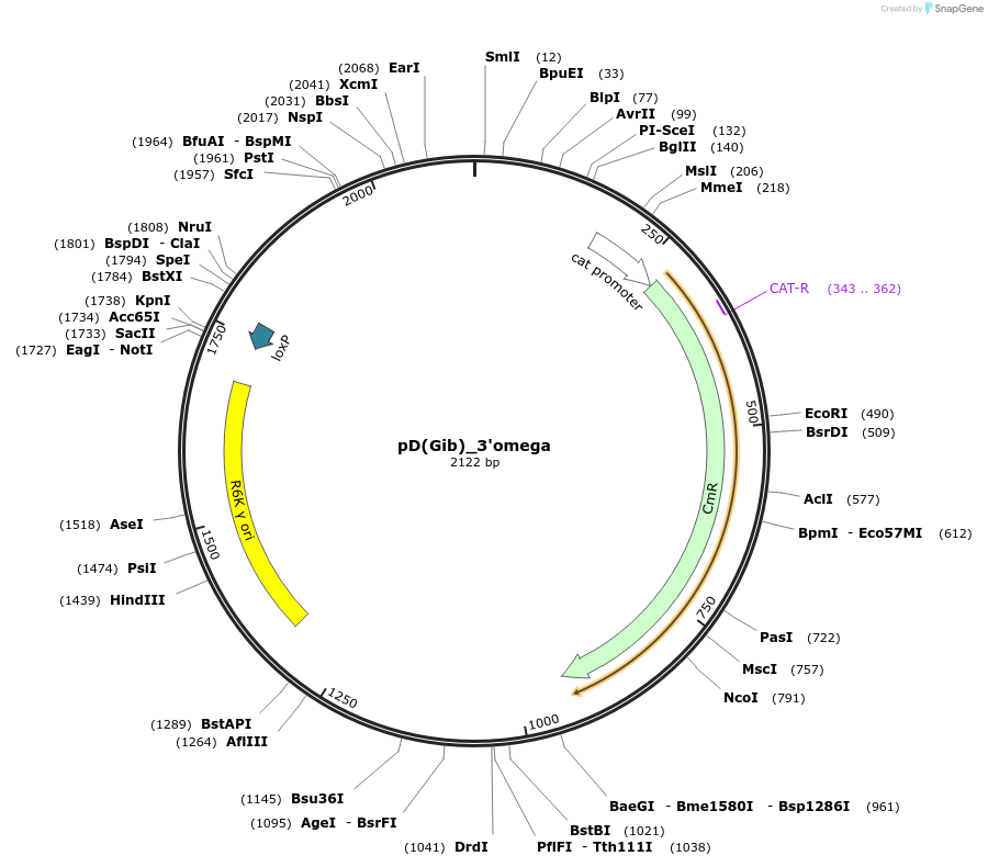 223870-plasmid-map-sequence-id-445961