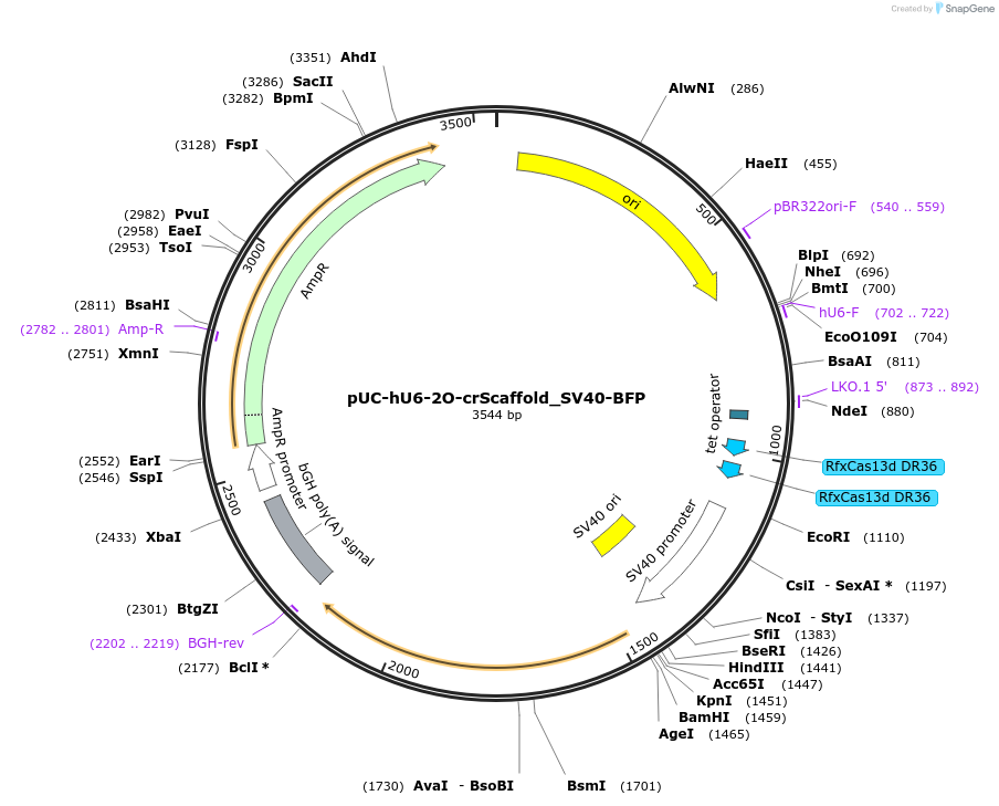 224861-plasmid-map-sequence-id-445965