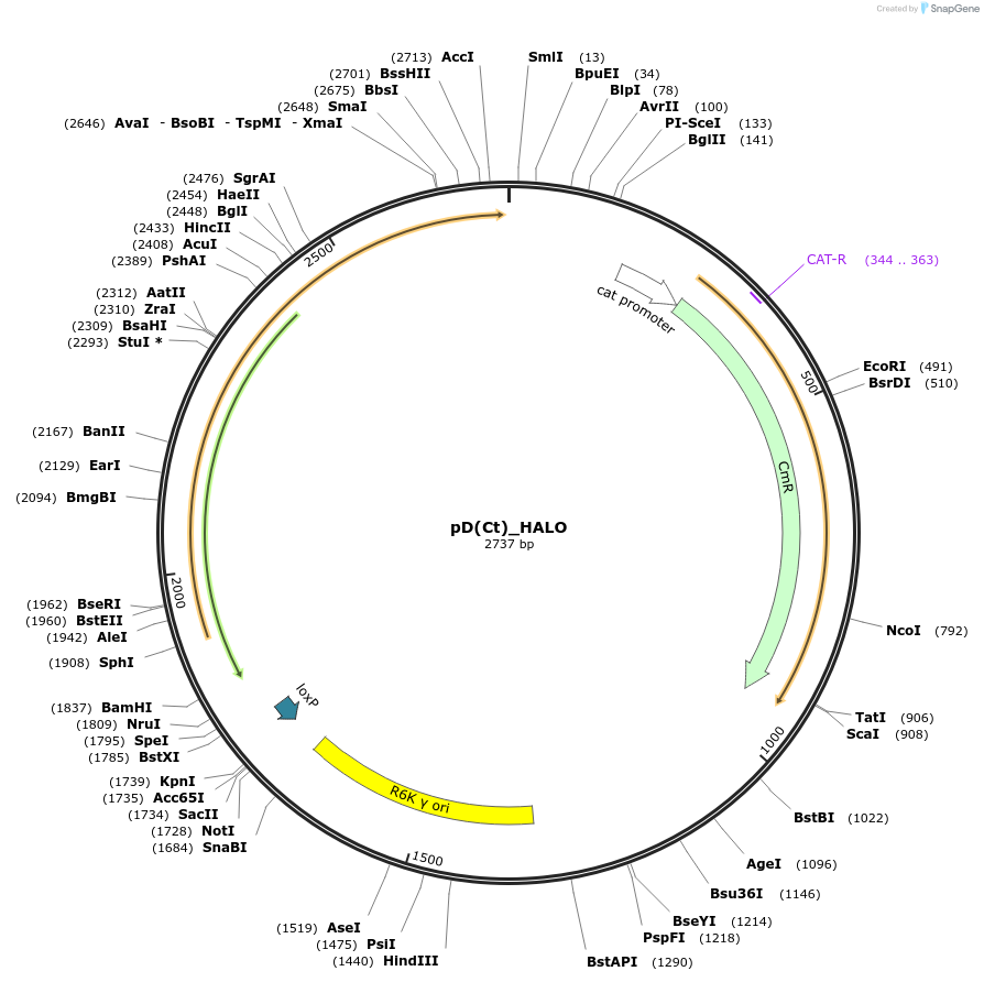 223899-plasmid-map-sequence-id-445968