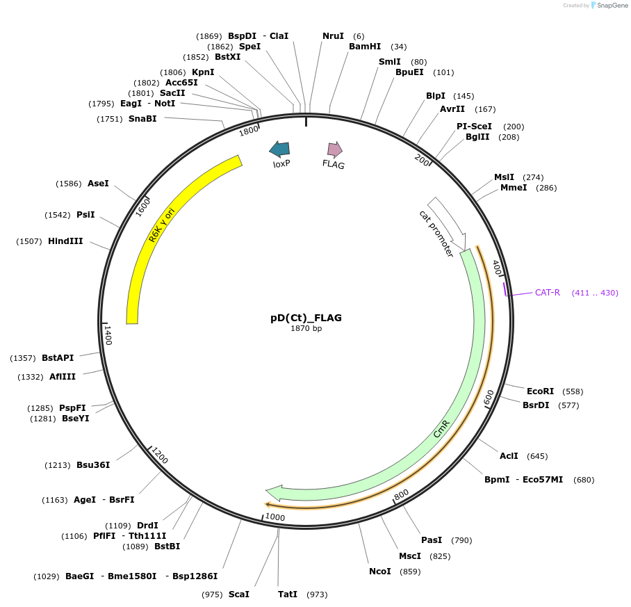 223895-plasmid-map-sequence-id-445969