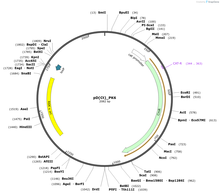 223898-plasmid-map-sequence-id-445971