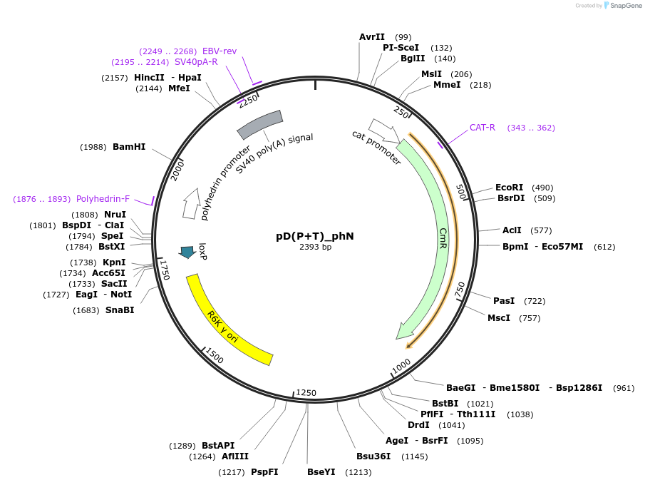 223858-plasmid-map-sequence-id-445976