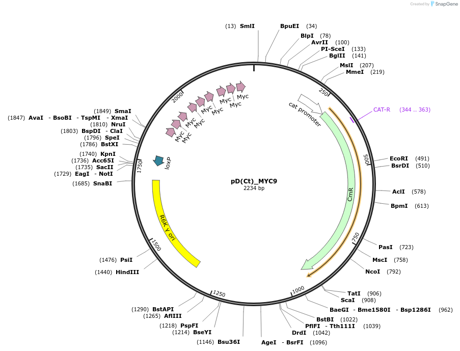 223897-plasmid-map-sequence-id-445977