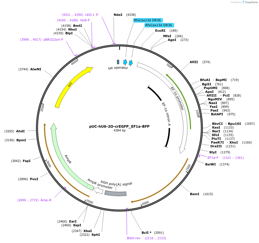 224784-plasmid-map-sequence-id-445989