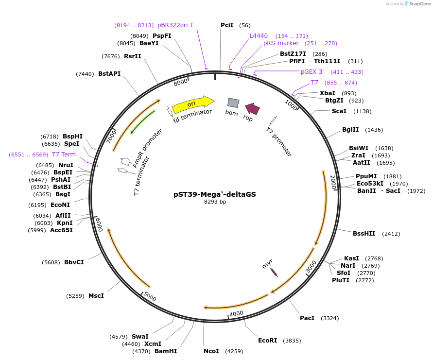446031_map