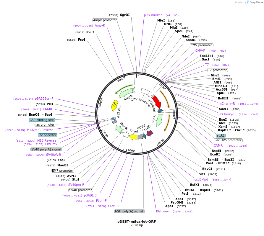 217454-plasmid-map-sequence-id-446048