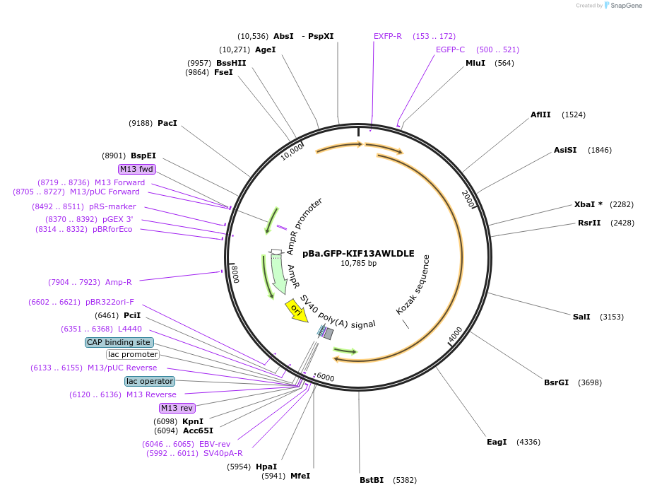224410-plasmid-map-sequence-id-446049