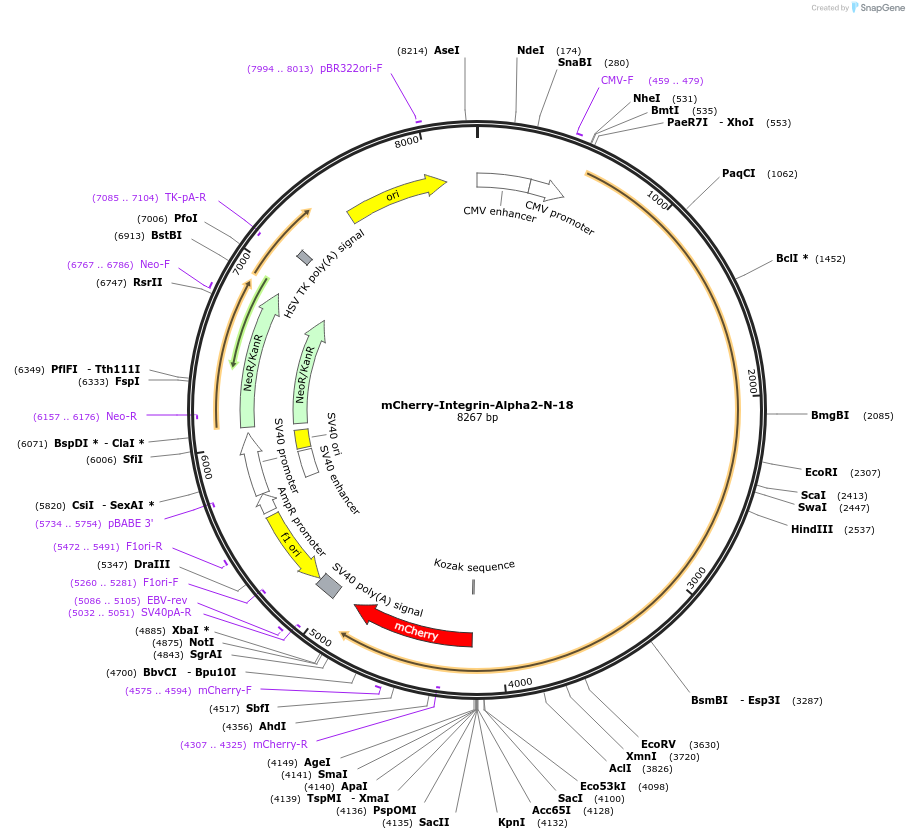 55063-plasmid-map-sequence-id-446054