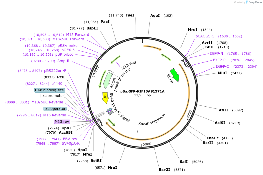 224409-plasmid-map-sequence-id-446059