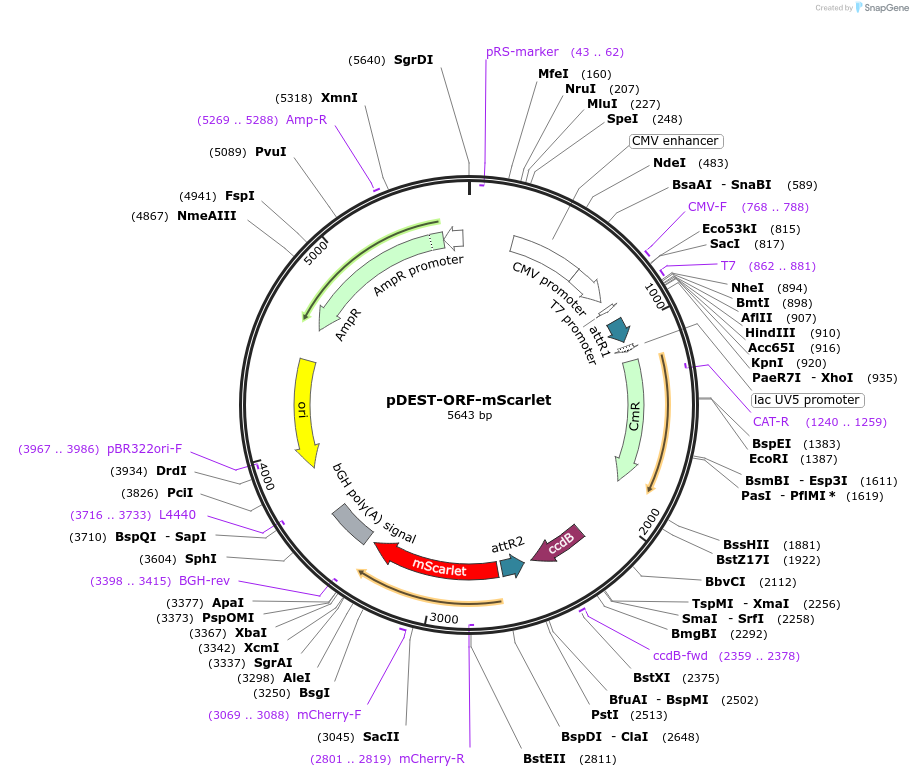 217453-plasmid-map-sequence-id-446061