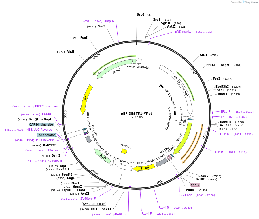 215541-plasmid-map-sequence-id-446062