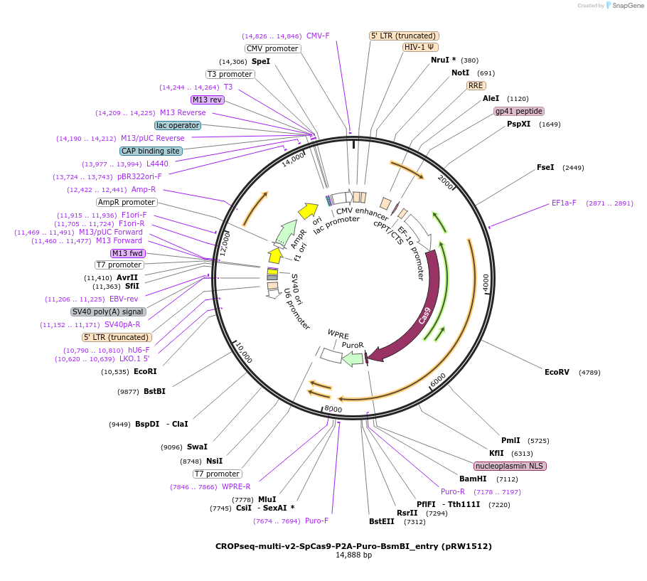 225756-plasmid-map-sequence-id-446064
