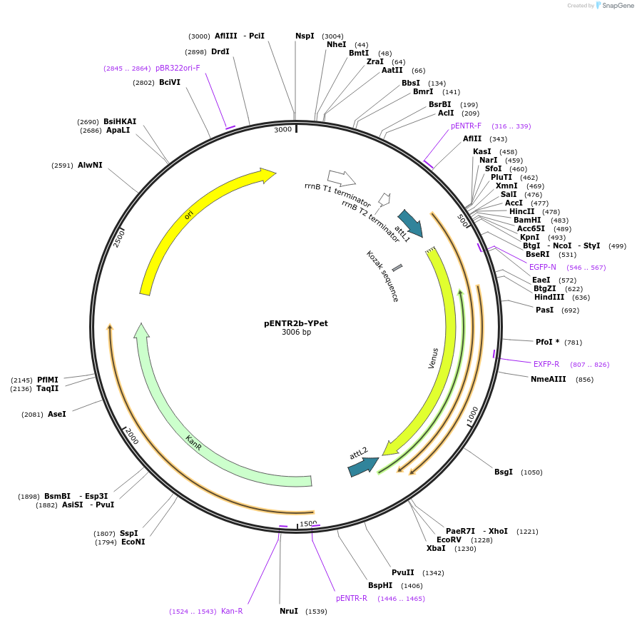 215540-plasmid-map-sequence-id-446068