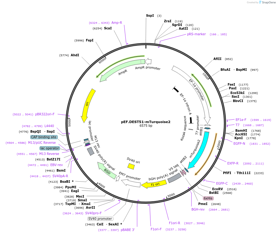 215539-plasmid-map-sequence-id-446069