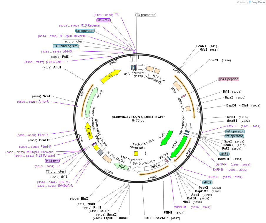 215538-plasmid-map-sequence-id-446070