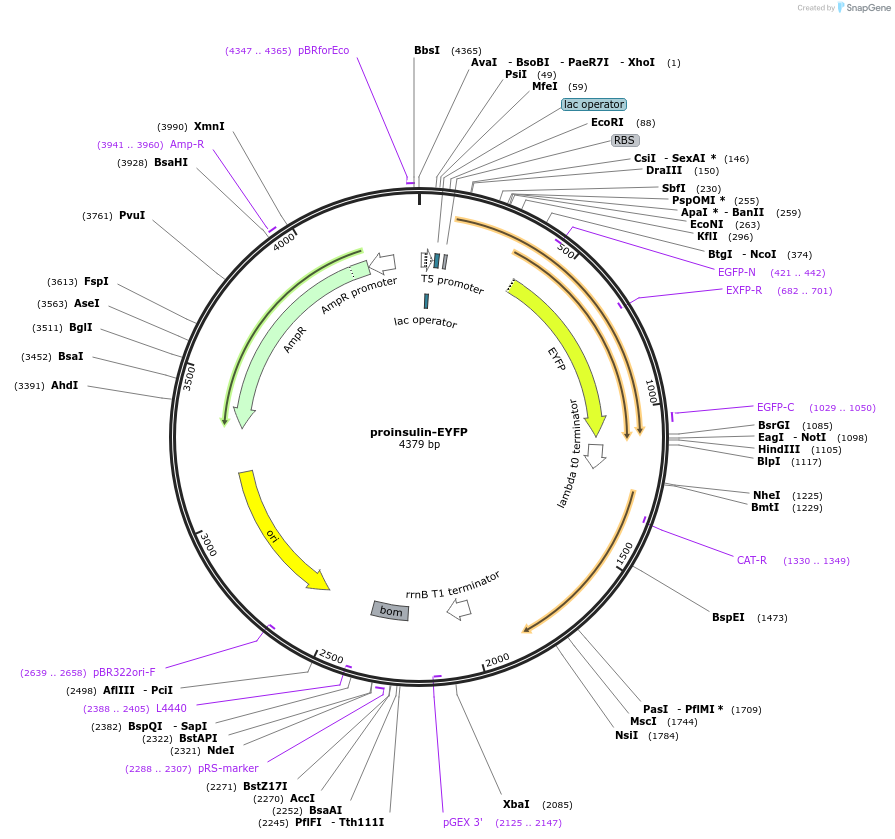 218952-plasmid-map-sequence-id-446160