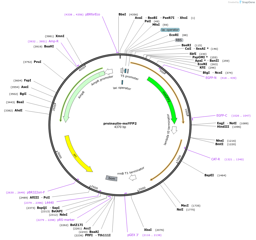 218955-plasmid-map-sequence-id-446161