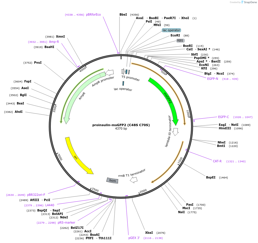 218956-plasmid-map-sequence-id-446162