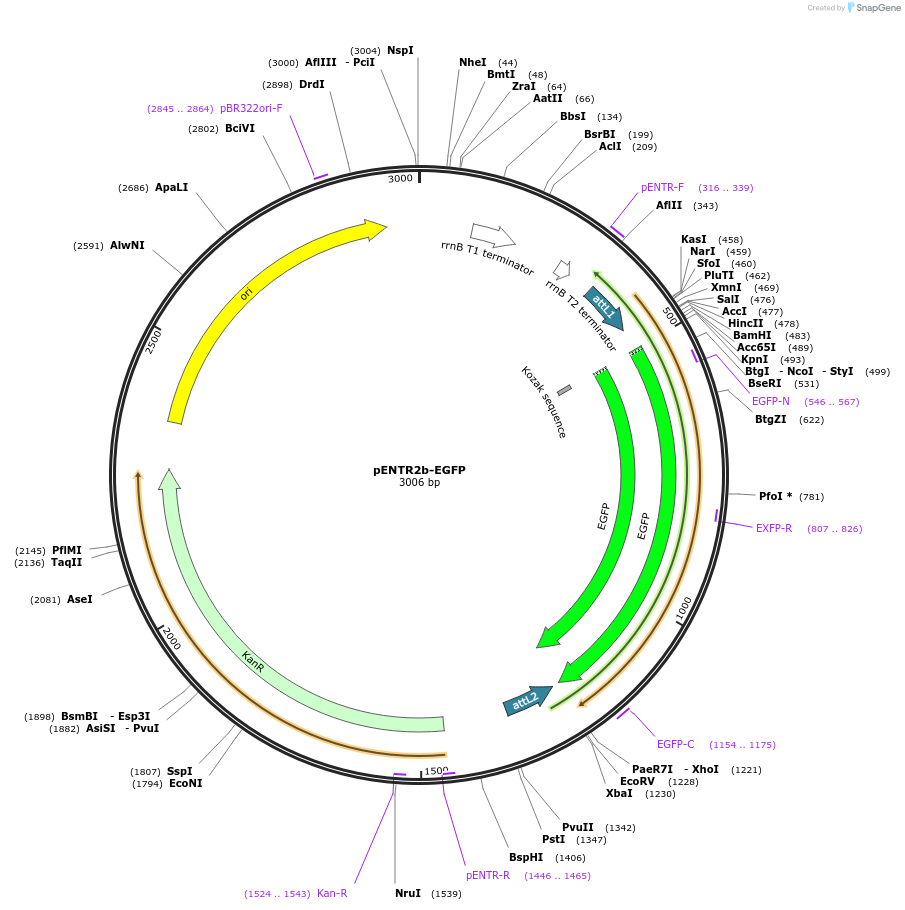 215537-plasmid-map-sequence-id-446173