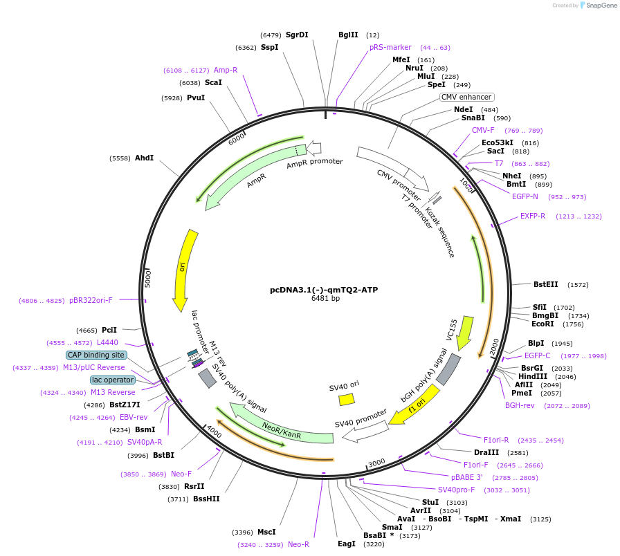 225248-plasmid-map-sequence-id-446182